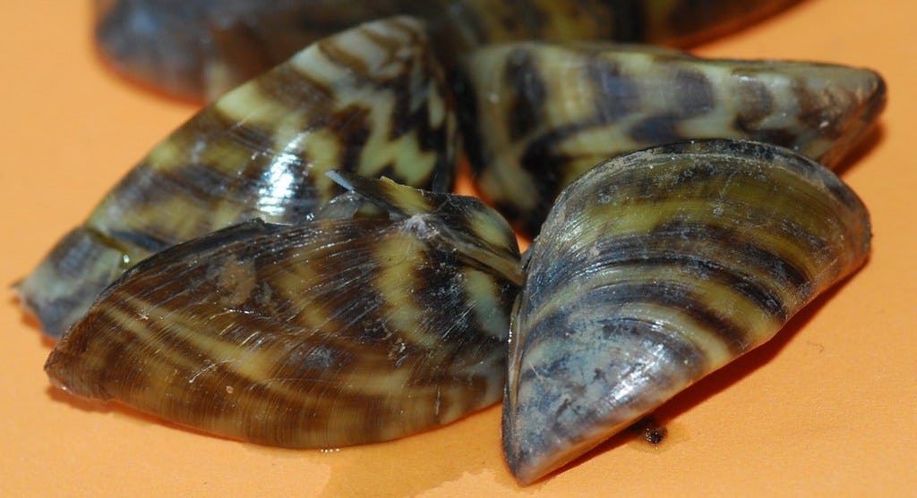 Zebra mussels are small in size but the invasive species can cause big problems on lakes and rivers. TPWD says 15 reservoirs have established reproducing populations.